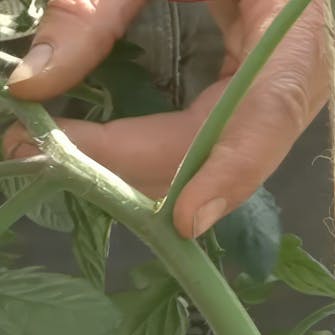 planting av tomater planting av tomater